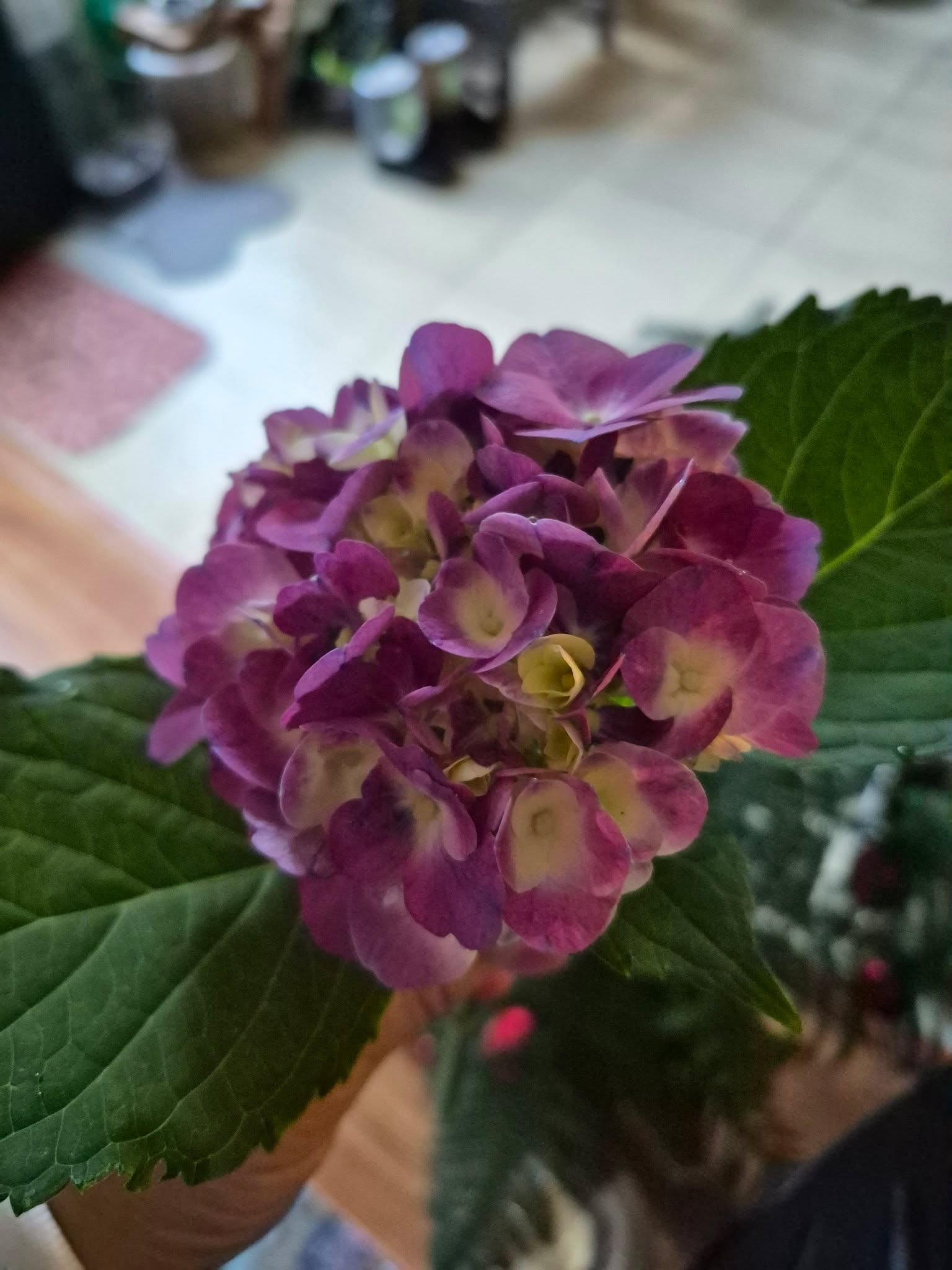 Up early today! 

Already took the pups to a spa day and grabbed a coffee from our local Drip-Thru Coffee!

Our first purple hydrangea has bloomed!

Make your day thankful!