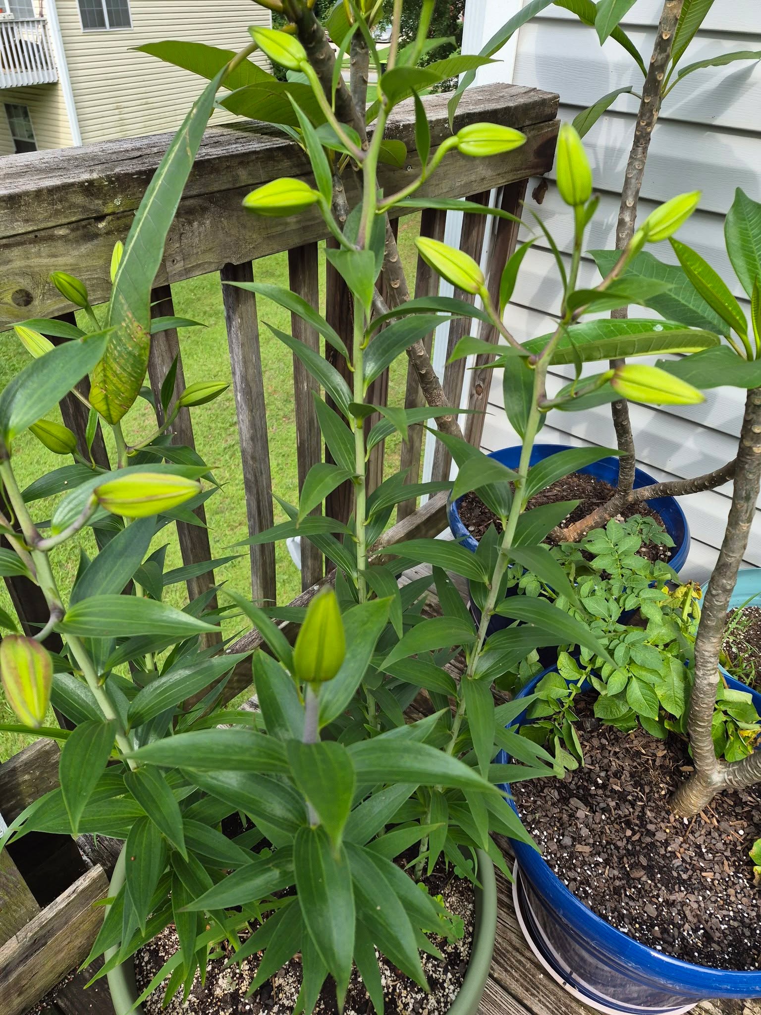 If you've been following my plants on the deck, you know that these lilies came back in the pots I planted them in last year. 

I'm becoming impatient for them to open.

While we wait, what colors do you think they will be?