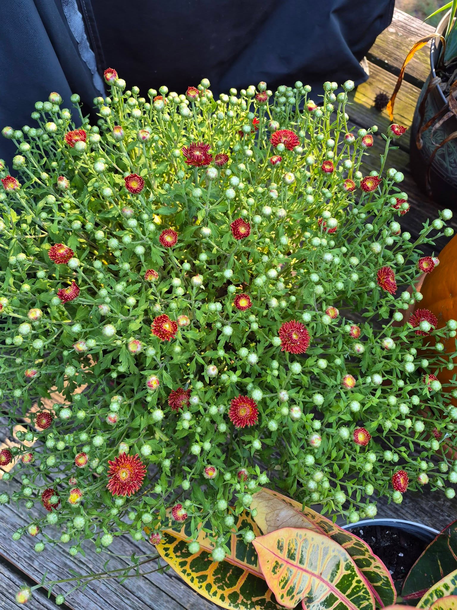 Happy Saturday!

More blooming this morning!

May your Saturday be filled with joy on this beautiful autumn 🍂 morning.